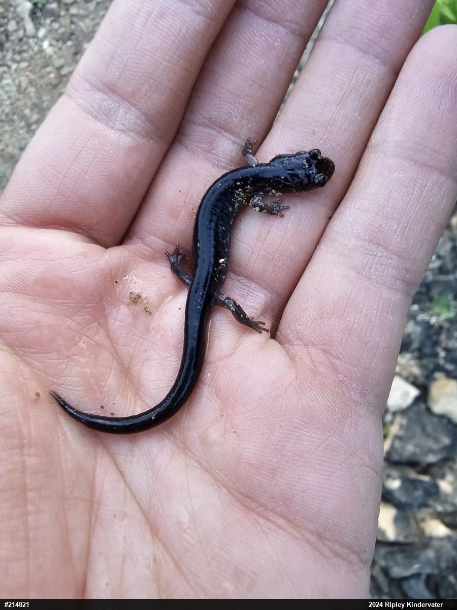 Wehrle's Salamander