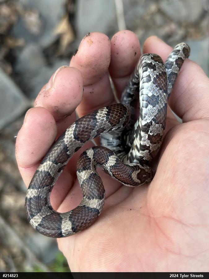 Eastern Milksnake