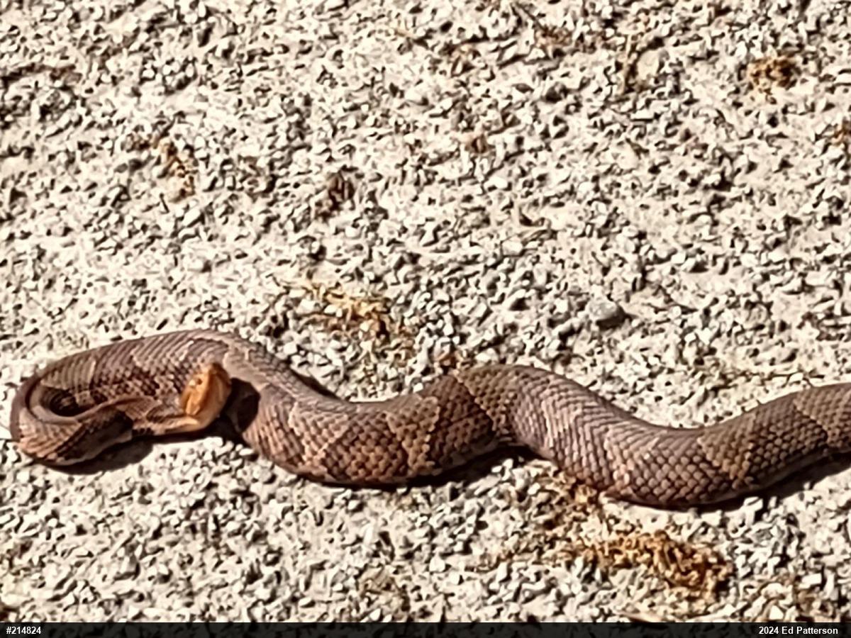 Northern Copperhead