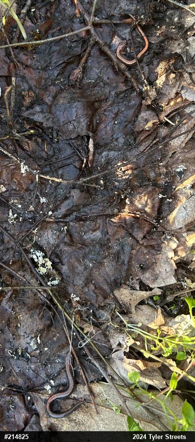 Eastern Red-backed  Salamander