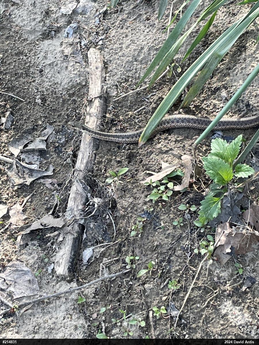 Eastern Gartersnake