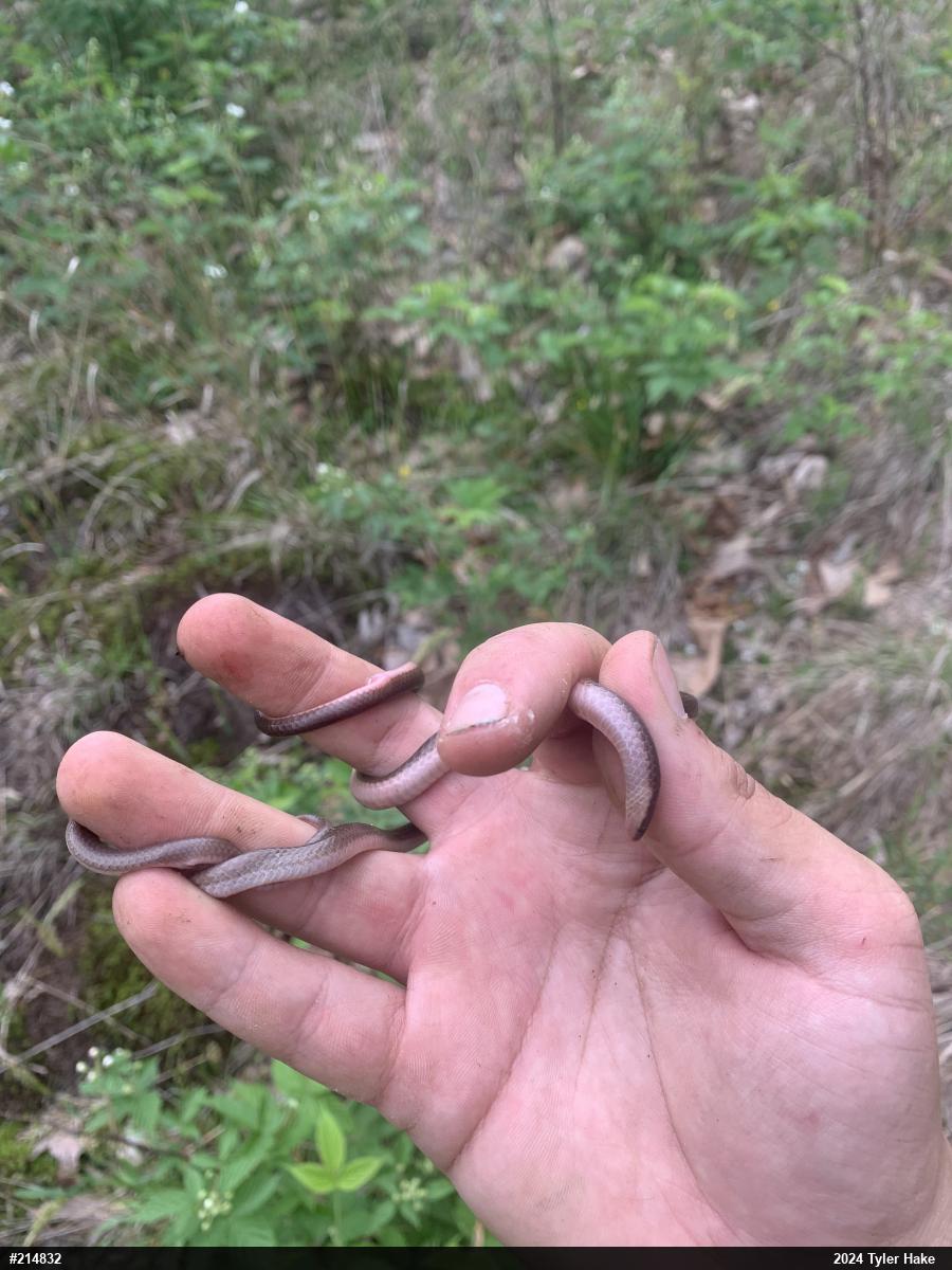 Eastern Wormsnake