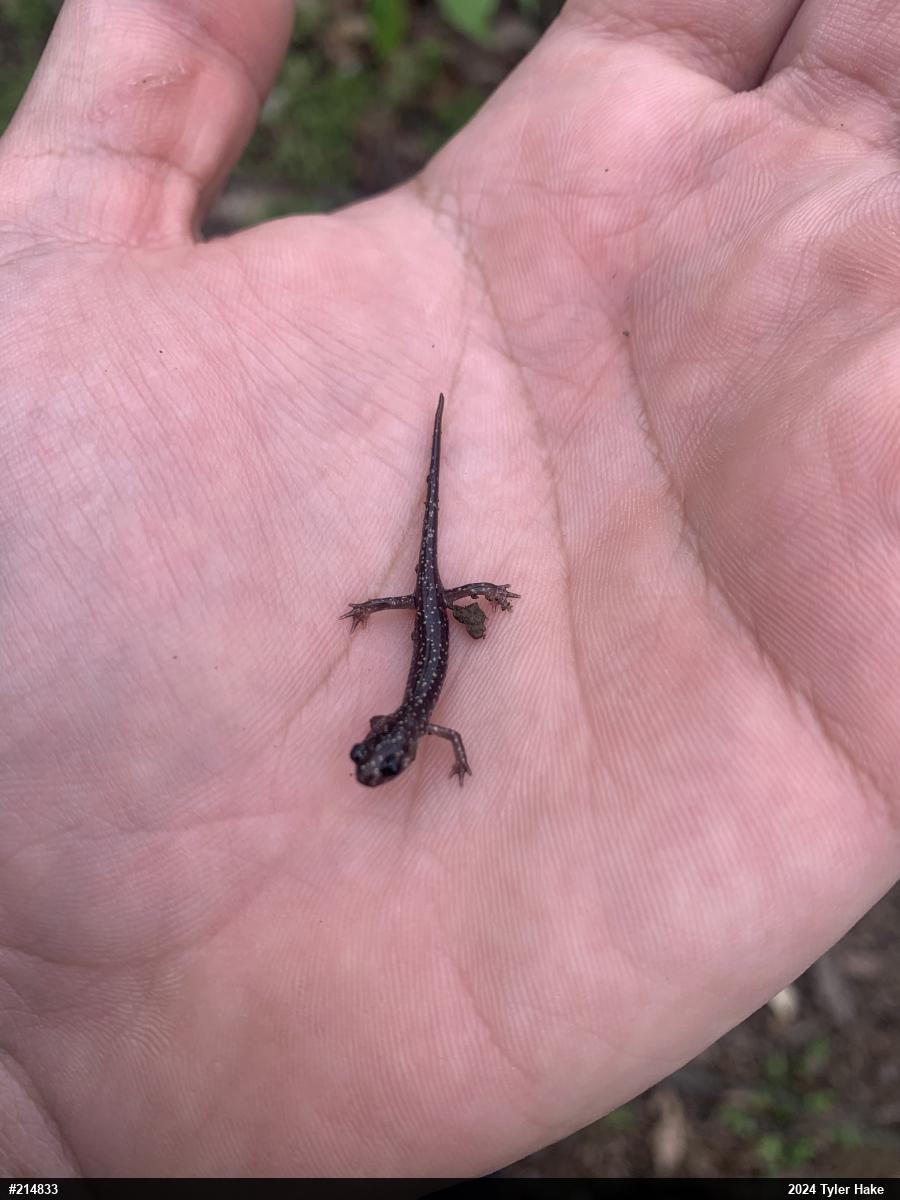 Northern Slimy Salamander