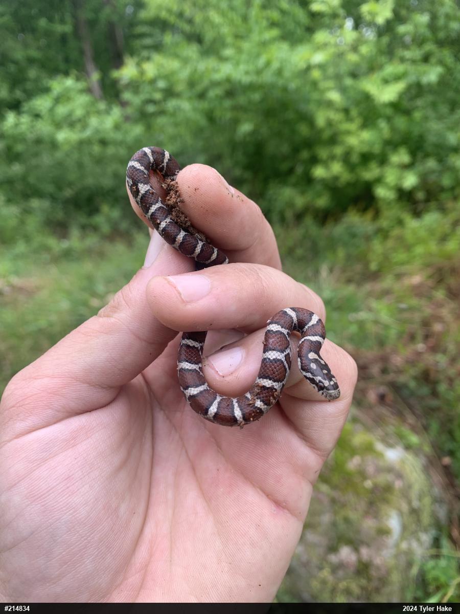 Eastern Milksnake