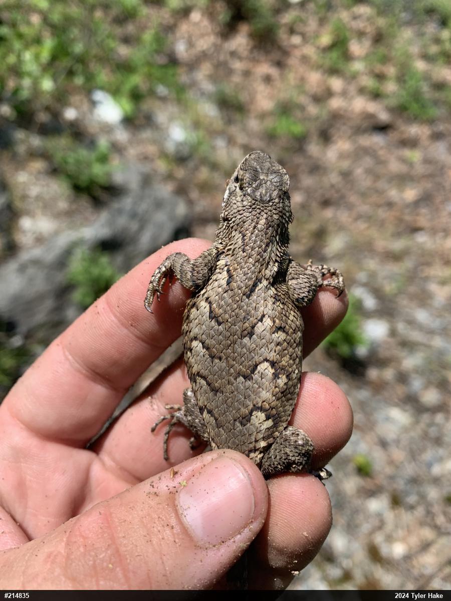 Eastern Fence Lizard