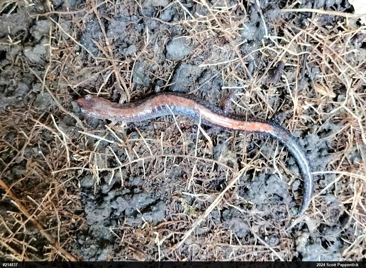 Eastern Red-backed  Salamander