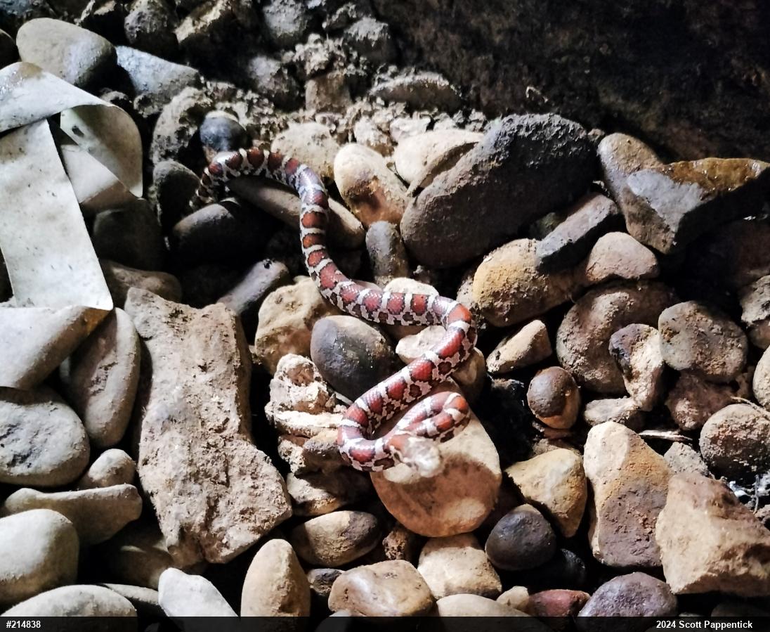 Eastern Milksnake