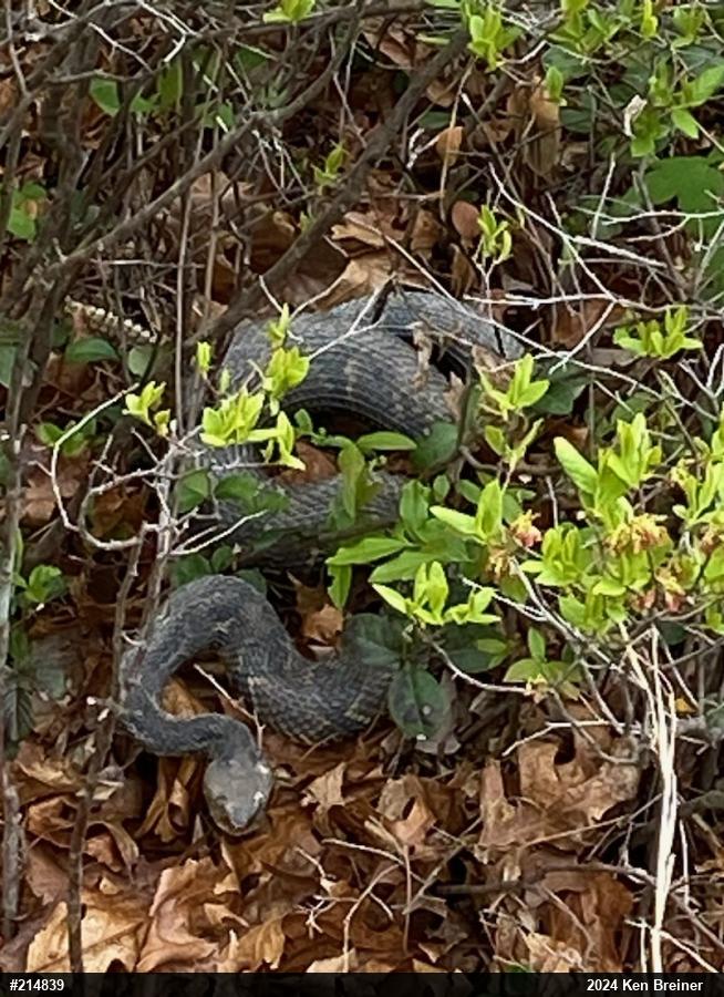 Timber Rattlesnake