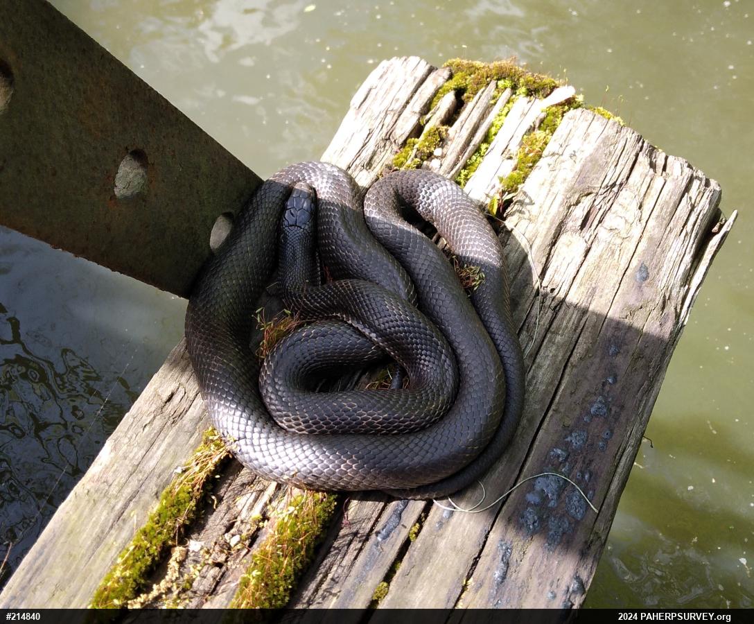 Eastern Ratsnake