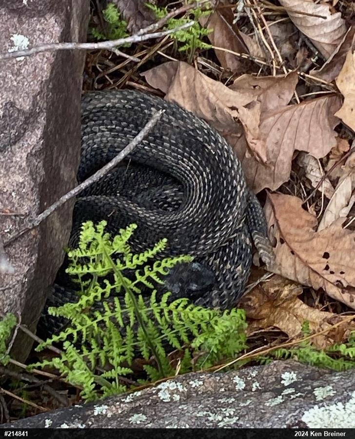 Timber Rattlesnake