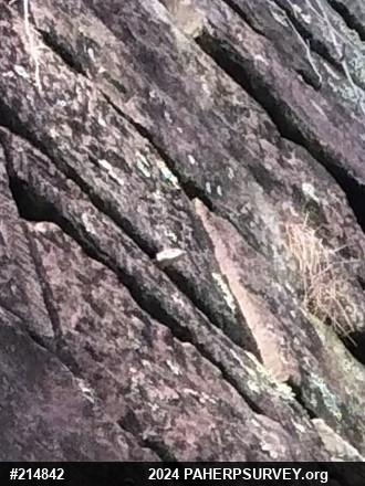 Eastern Ratsnake