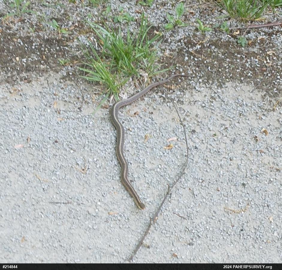 Eastern Gartersnake