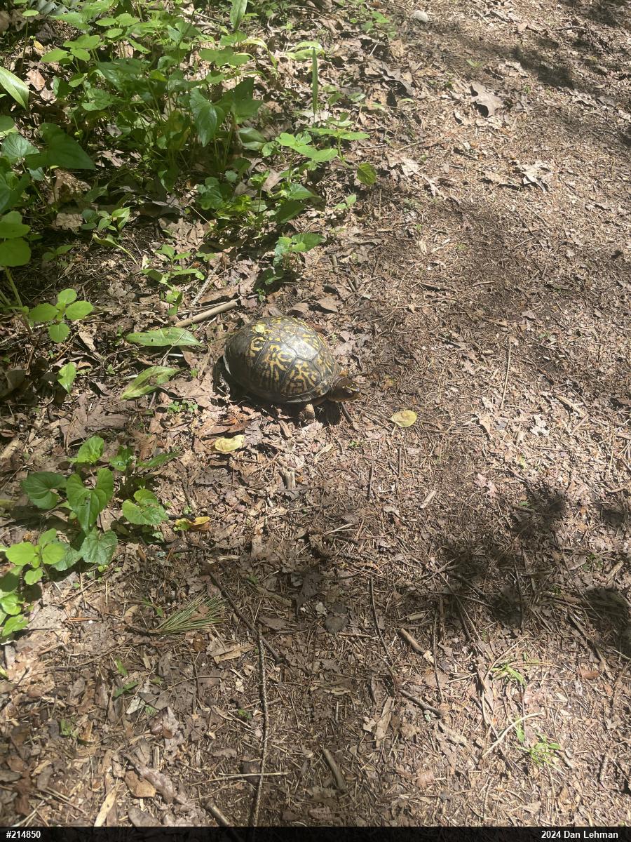 Eastern Box Turtle