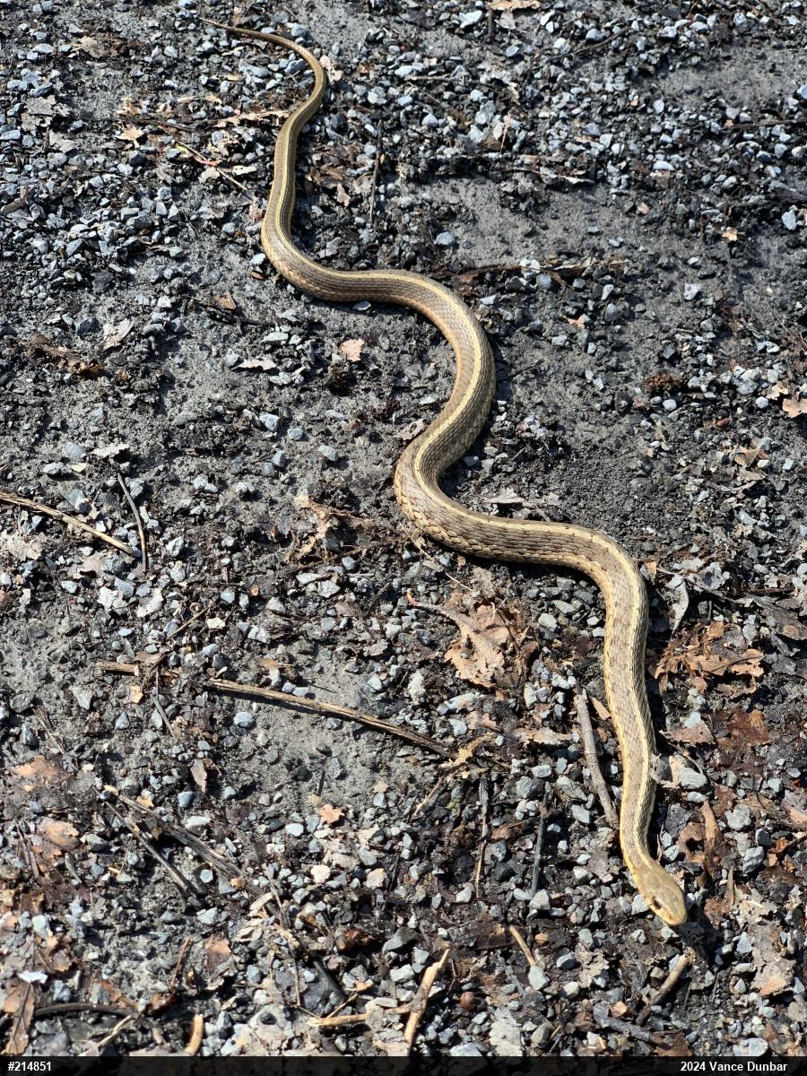 Eastern Gartersnake