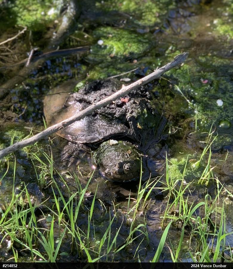 Snapping Turtle