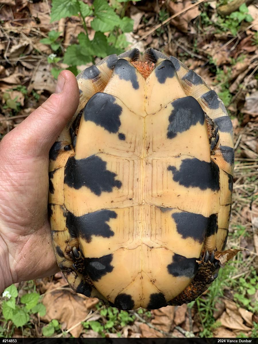 Wood Turtle