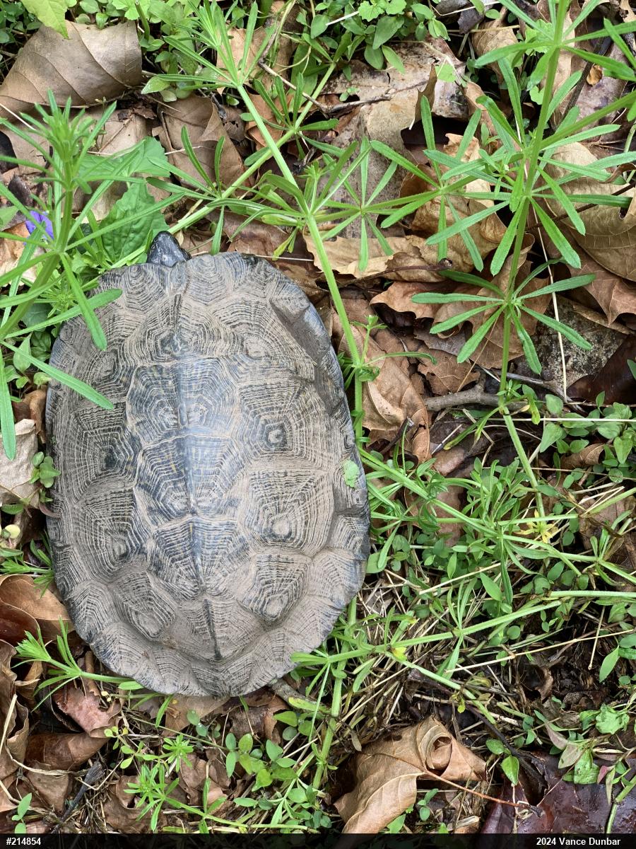 Wood Turtle
