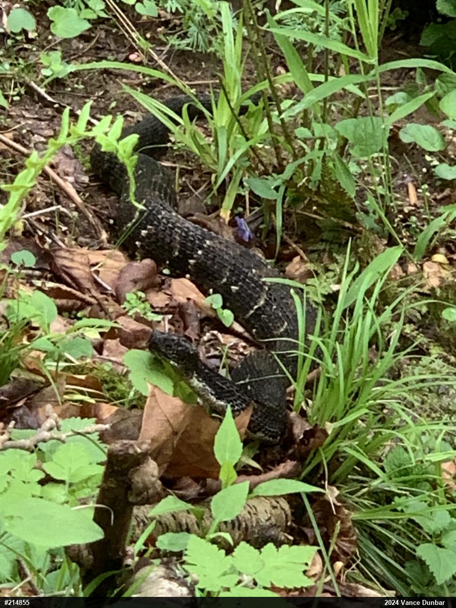 Timber Rattlesnake