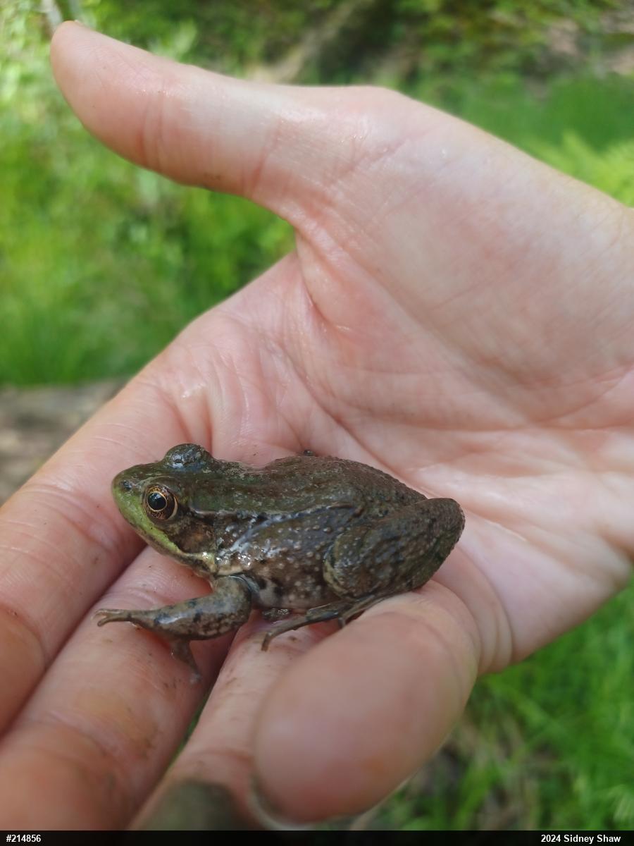 Green Frog