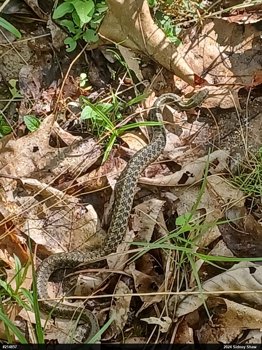Eastern Gartersnake