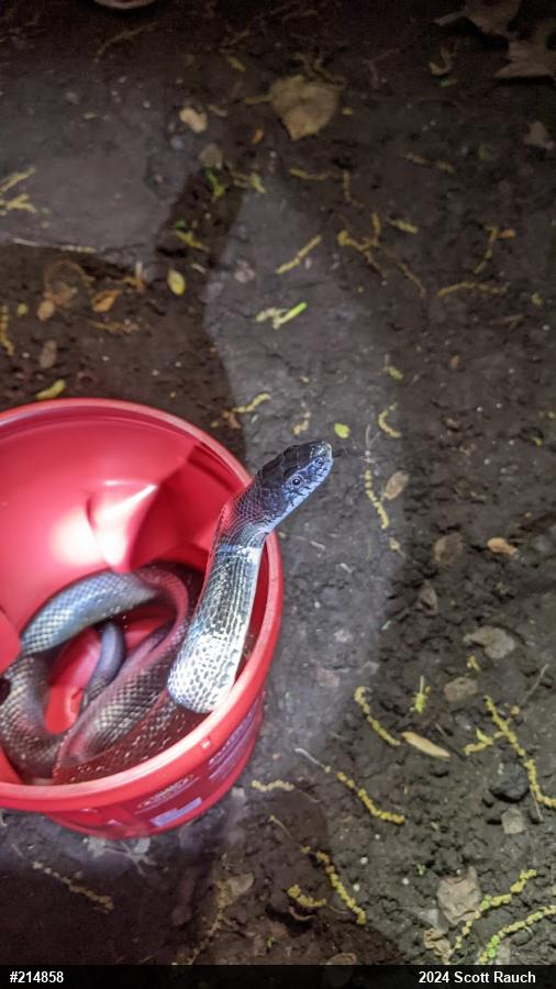 Eastern Ratsnake