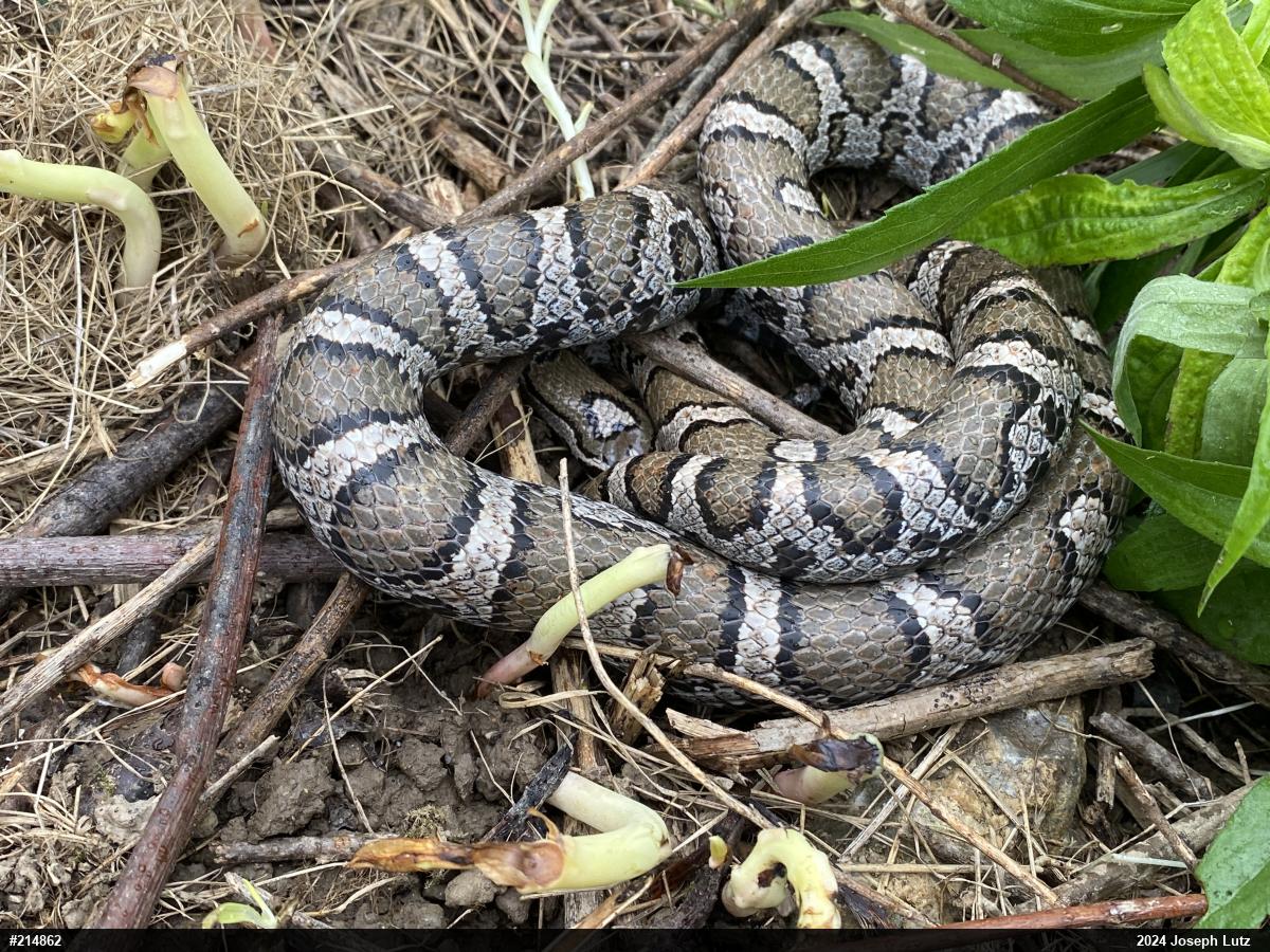 Eastern Milksnake