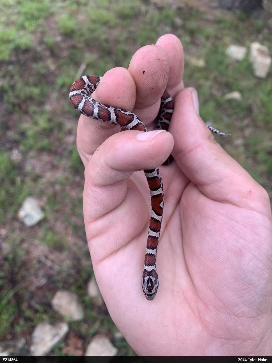 Eastern Milksnake
