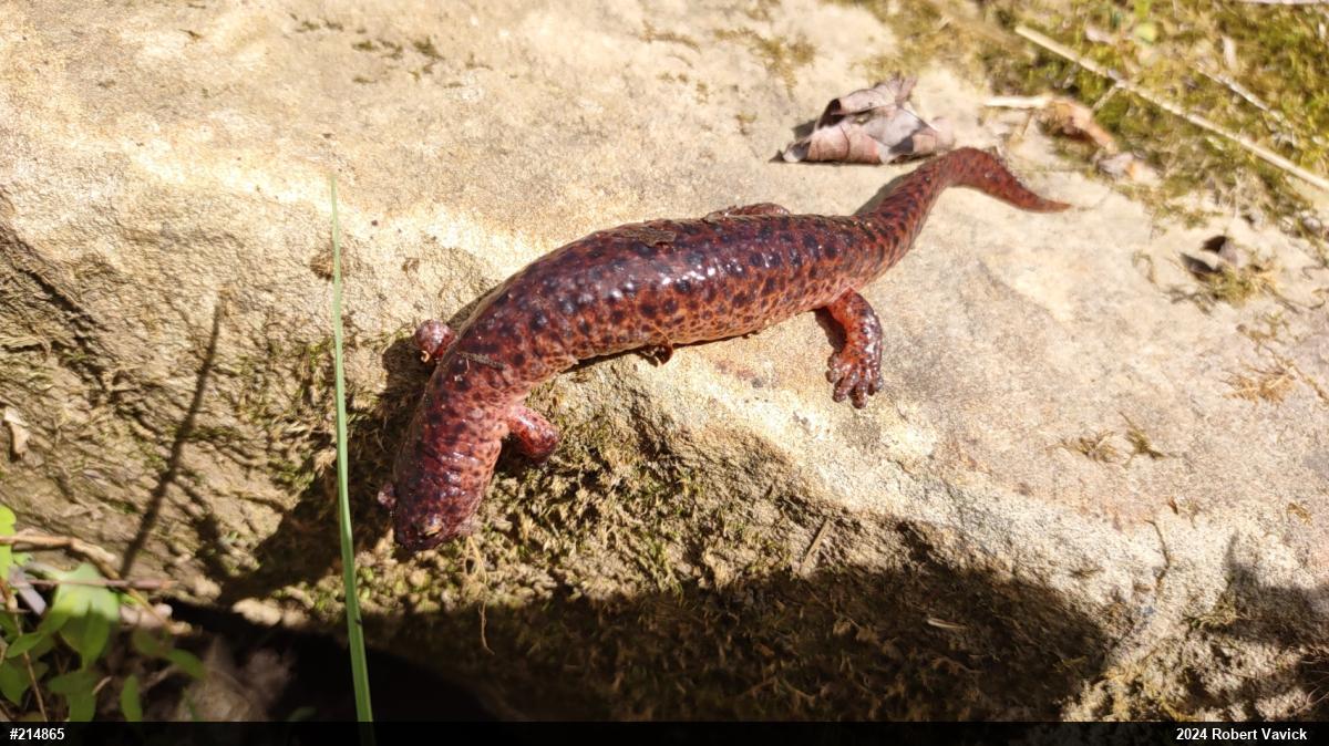 Northern Red Salamander