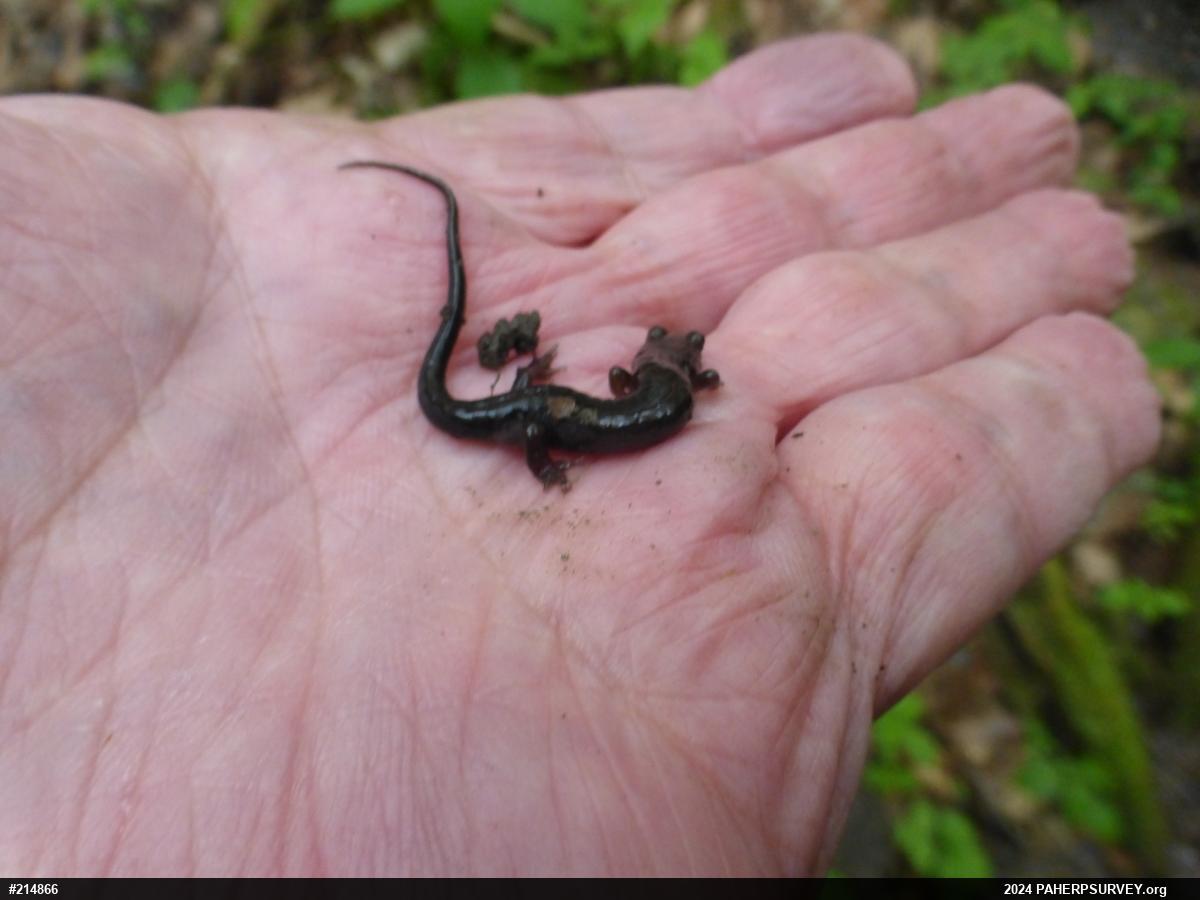 Allegheny Mountain Dusky Salamander