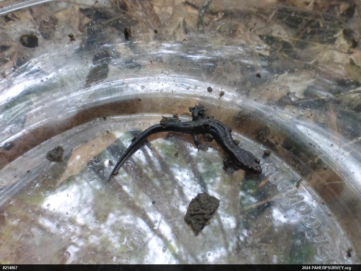 Northern Dusky Salamander