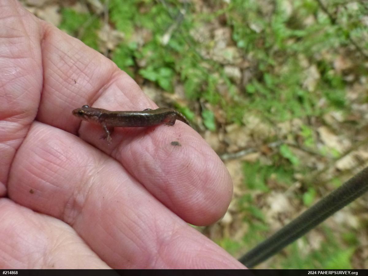 Northern Two-lined Salamander