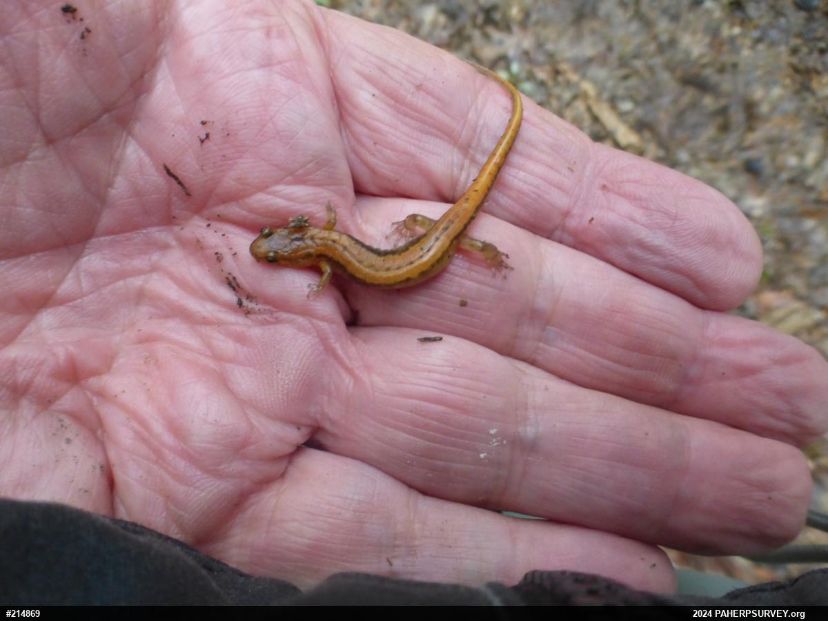 Allegheny Mountain Dusky Salamander