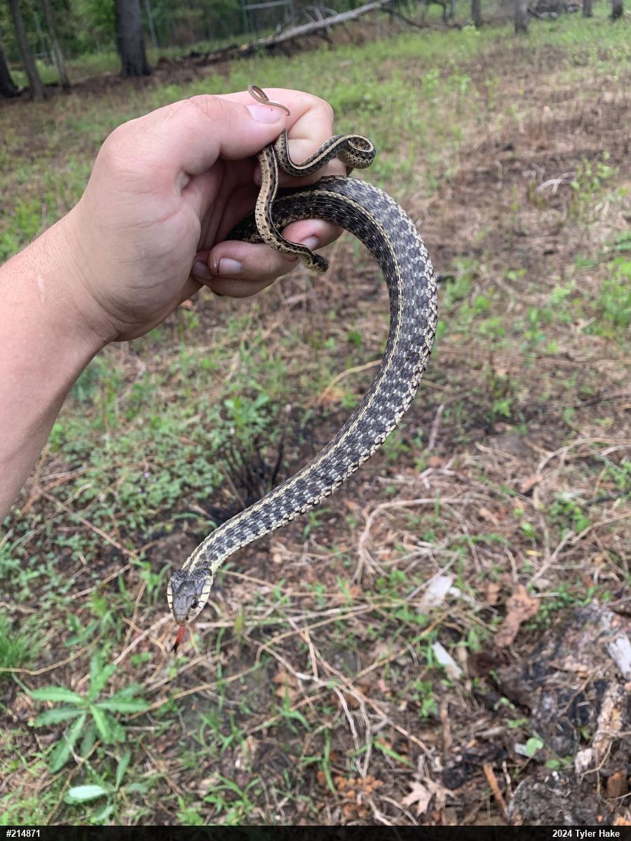 Eastern Gartersnake