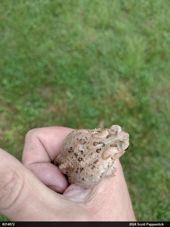 Eastern American Toad