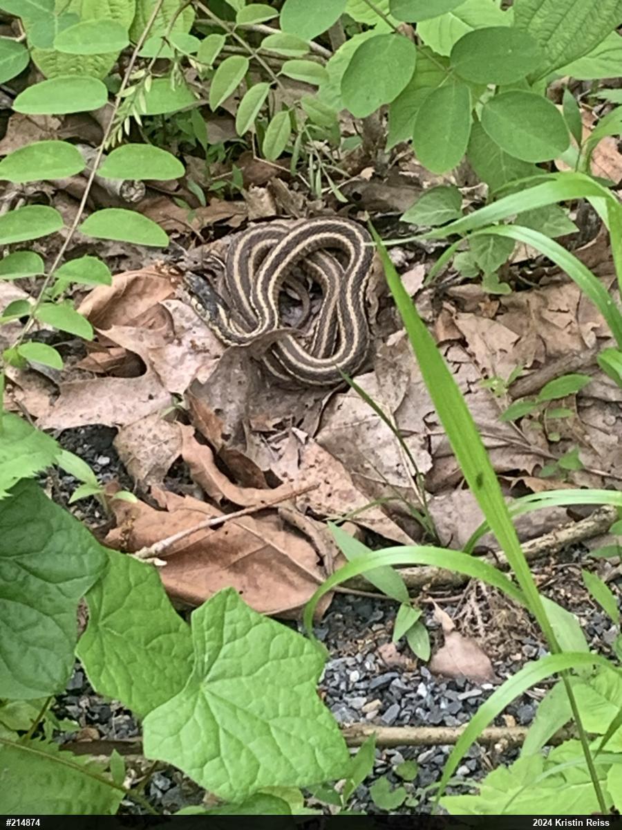 Eastern Gartersnake