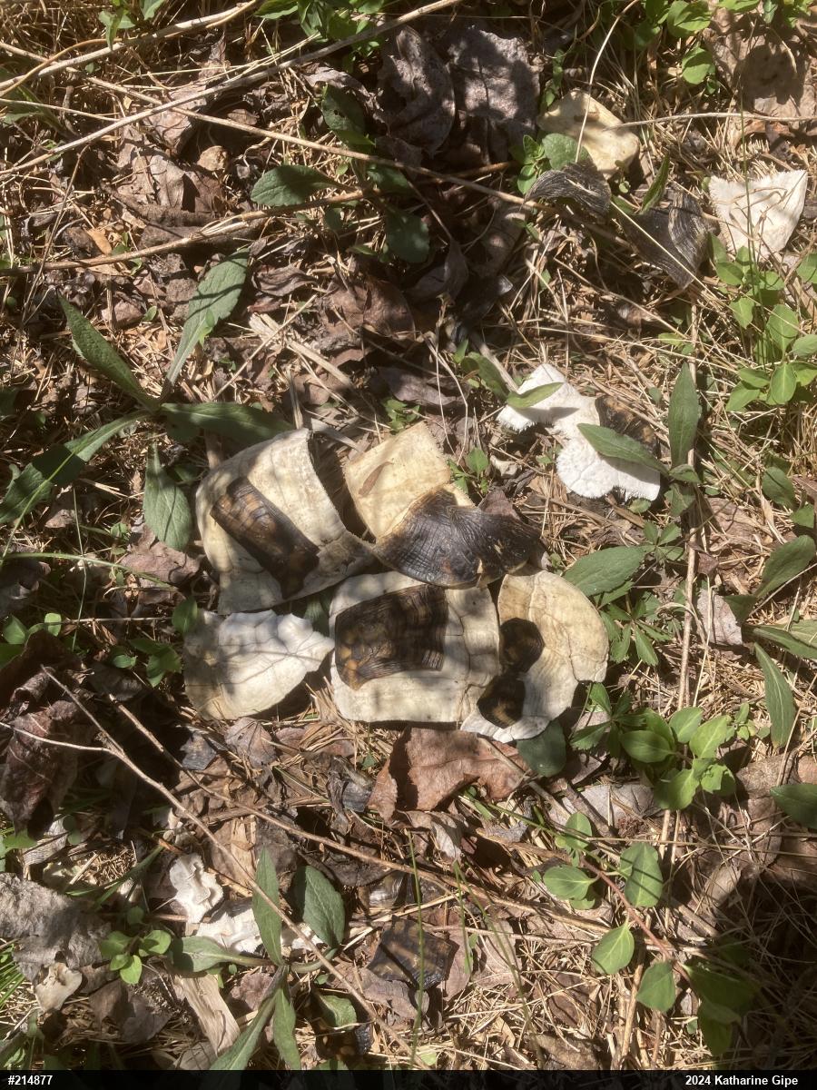 Eastern Box Turtle