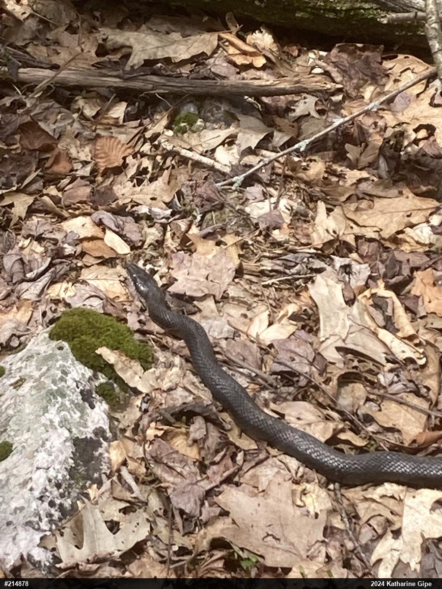 Eastern Ratsnake