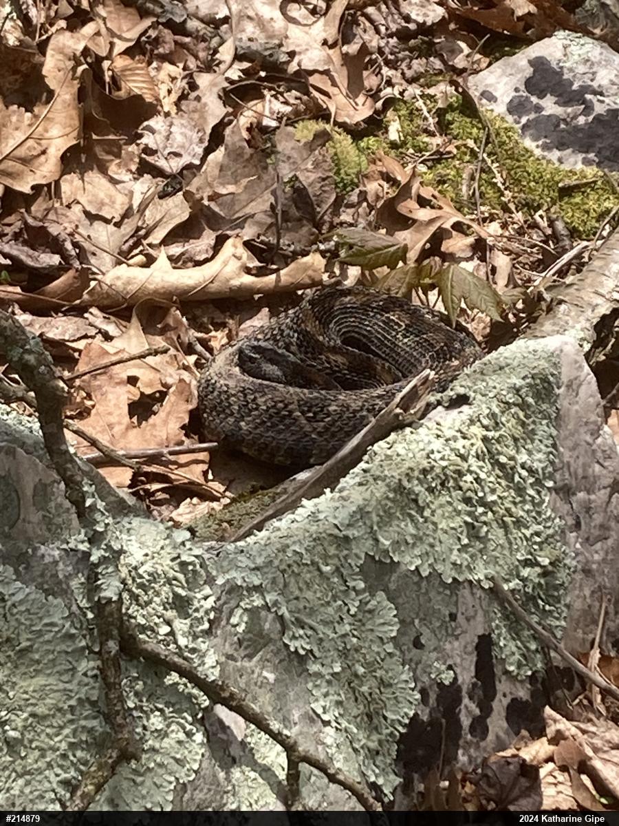 Timber Rattlesnake