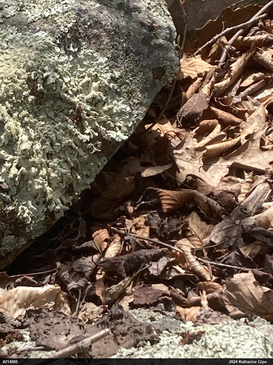Timber Rattlesnake