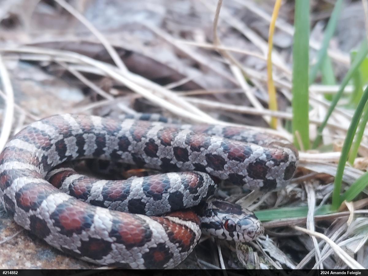 Eastern Milksnake