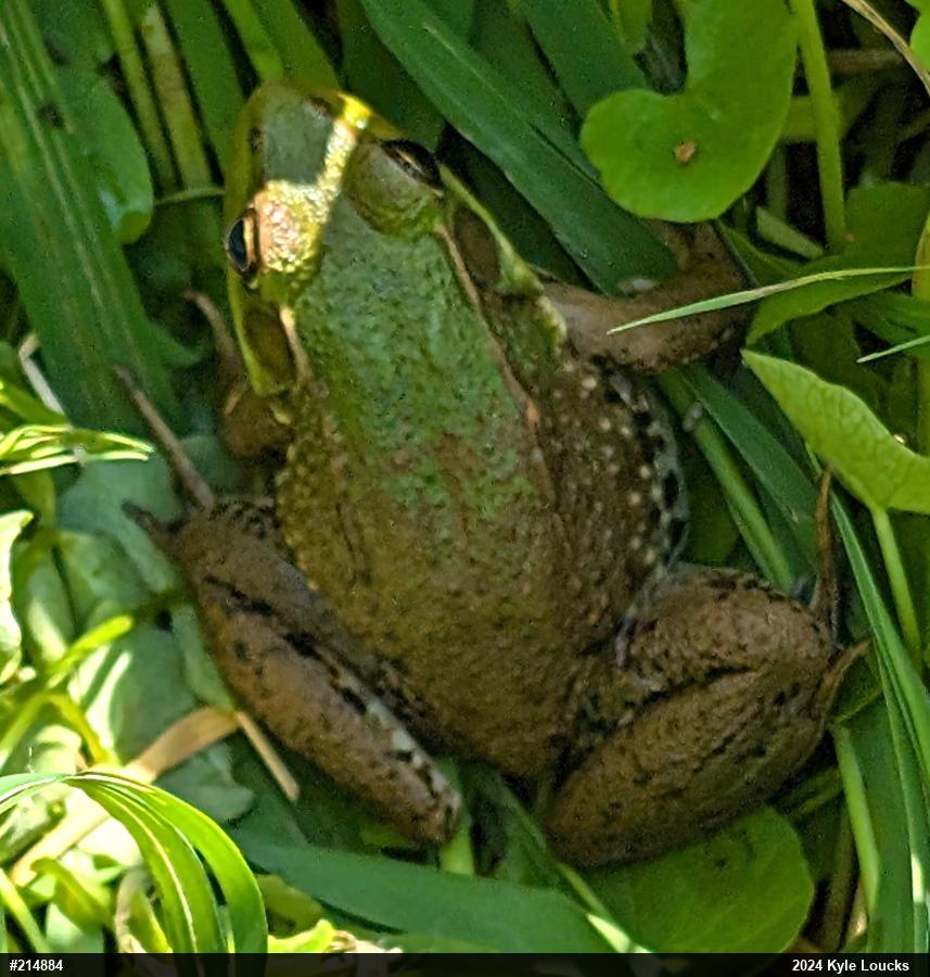 Green Frog