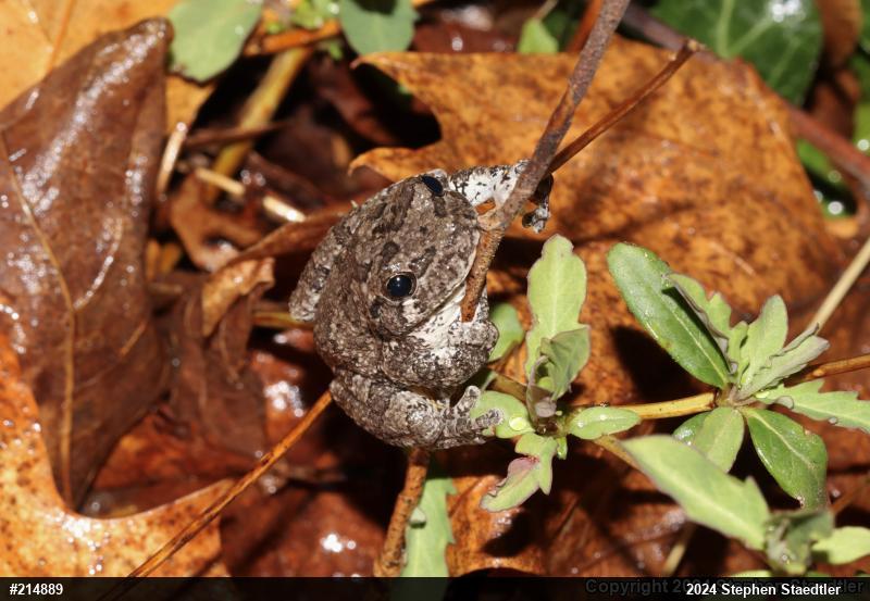 Unknown Gray Treefrog