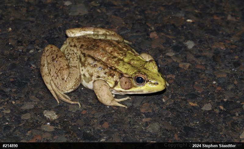 Green Frog