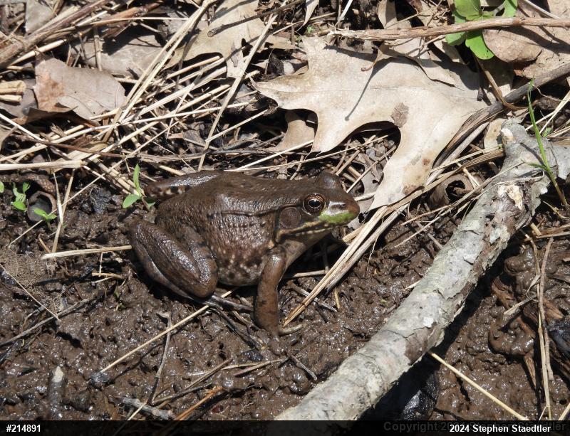 Green Frog