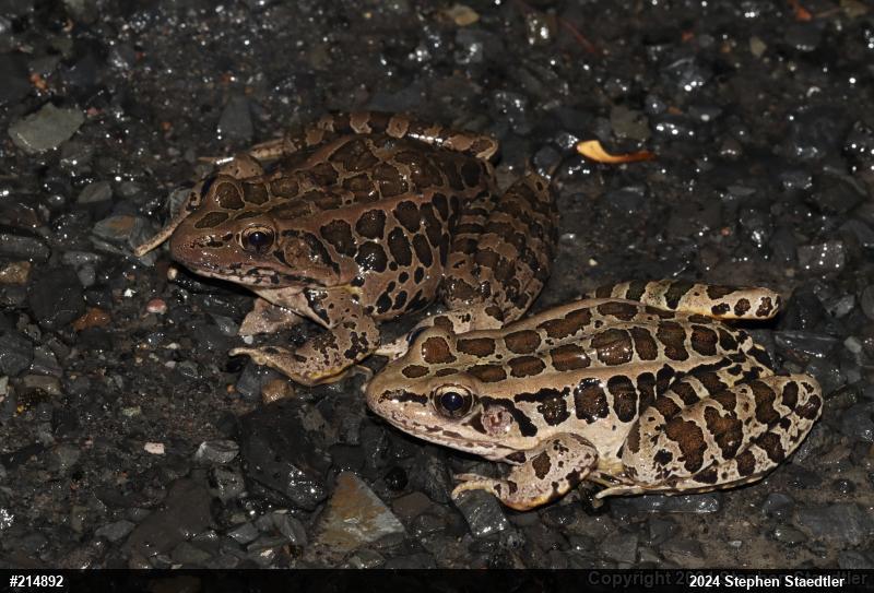 Pickerel Frog