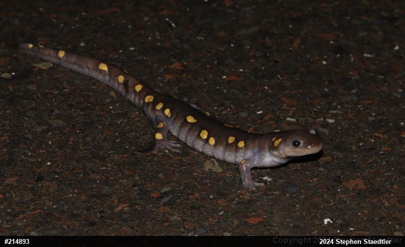 Spotted Salamander