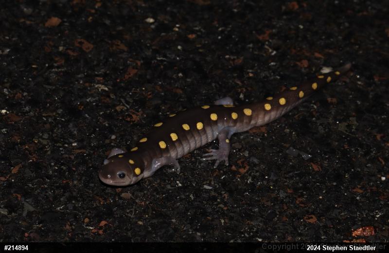 Spotted Salamander