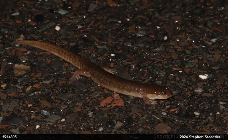 Northern Dusky Salamander
