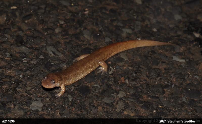 Northern Dusky Salamander