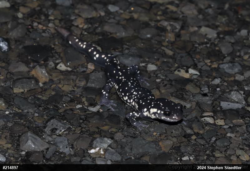 Northern Slimy Salamander